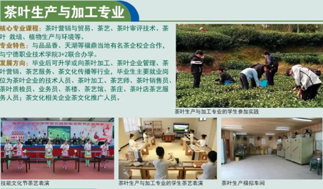 福鼎职业中专学校茶叶生产与加工专业